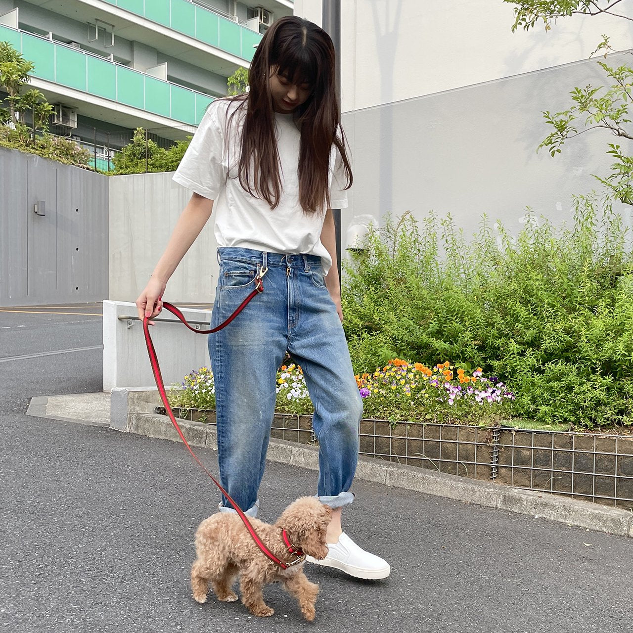 【小型~中型犬用20mm】HOSU ストライプドッグカラー/レッド×ブラウン