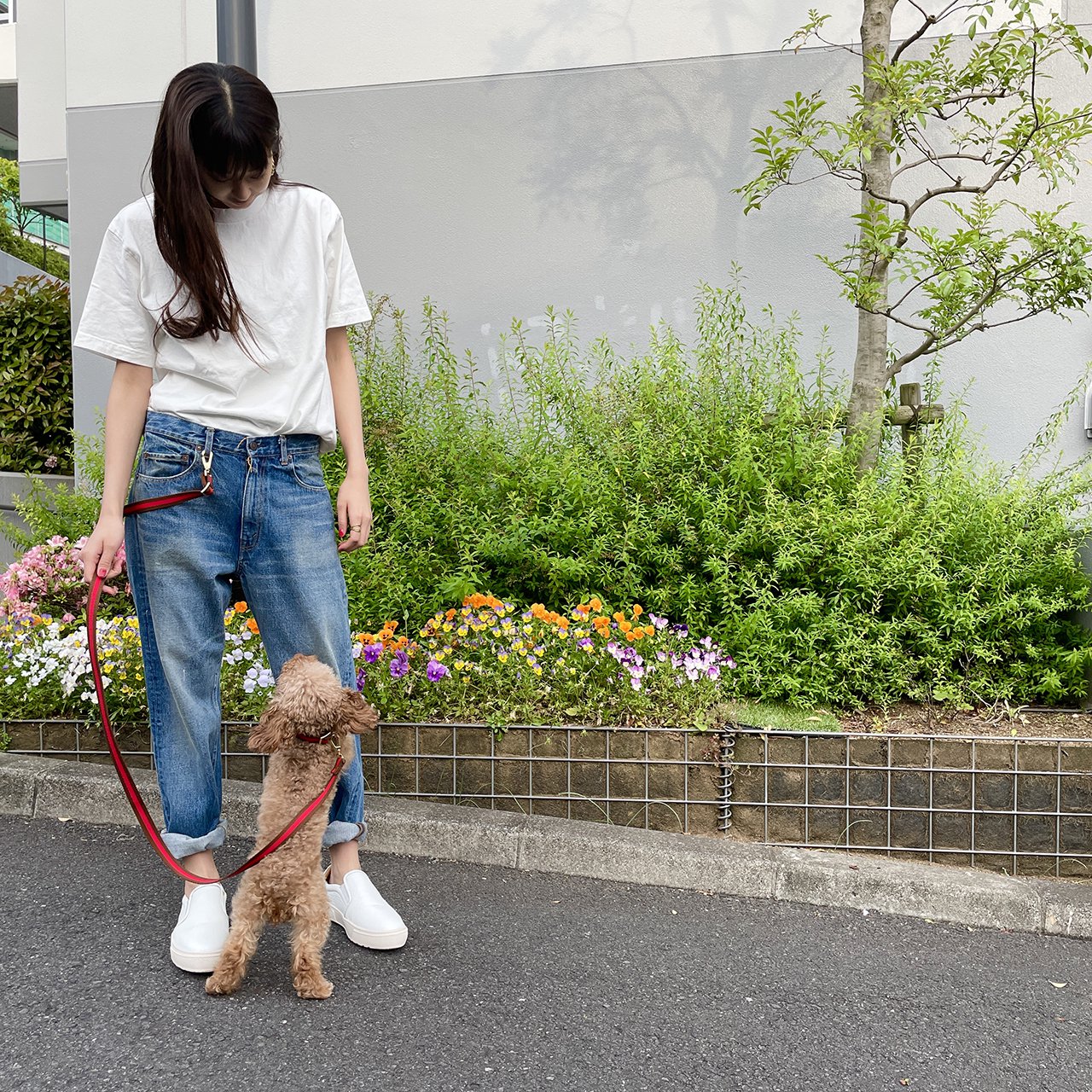 【小型~中型犬用20mm】HOSU ストライプドッグカラー/レッド×ブラウン