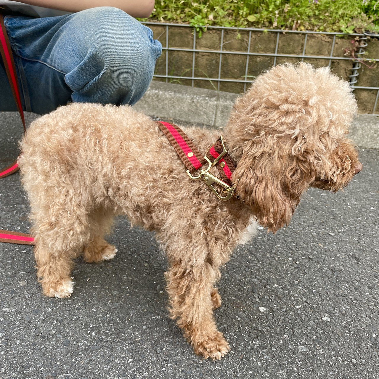 【小型~中型犬用20mm】HOSU ストライプドッグカラー/レッド×ブラウン